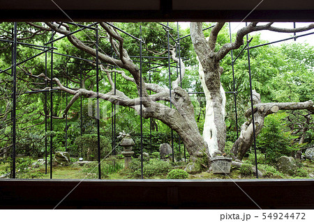 初夏の宝泉院 54924472