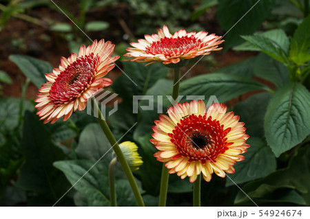 ベトナム　ダラット　花の栽培　ガーベラ 54924674