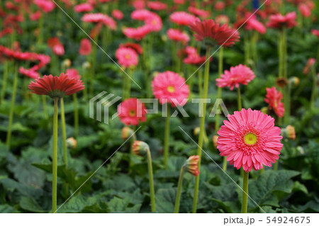 ベトナム　ダラット　花の栽培　ガーベラ 54924675
