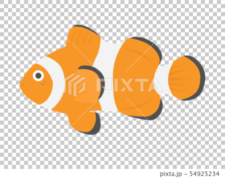 クマノミ 54925234