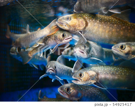 魚　水槽 54925417