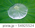 蓮の葉と水たまり 54925524