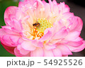 花の香りに誘われて 54925526