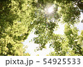 緑の光 54925533