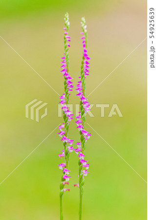 ネジバナ 54925639