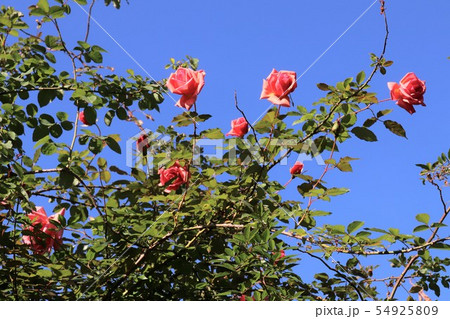 バラ　つるミセス・サム・マグレディ 　Mrs.Sam McGredy  54925809