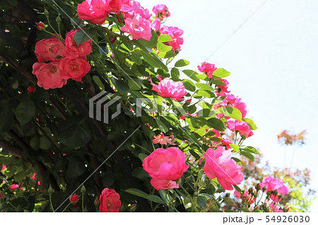 バラ　アンジェラ　Angela 54926030