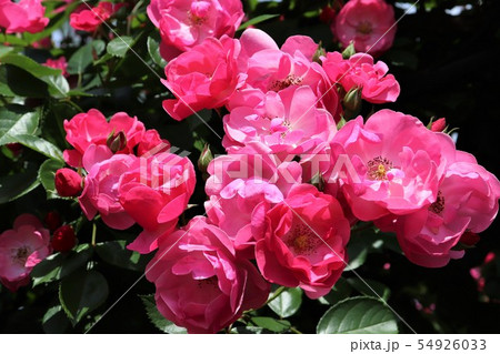 バラ　アンジェラ　Angela 54926033