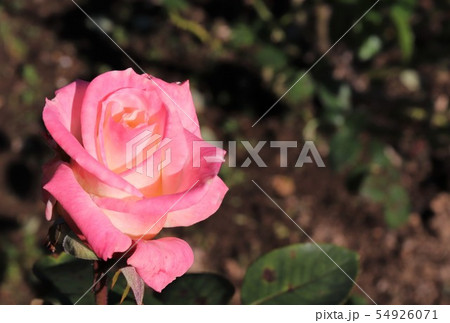 バラ　ウィミー 　Wimi 54926071