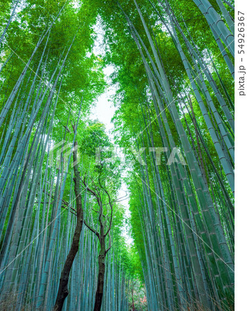 京都　嵯峨野の竹林 54926367