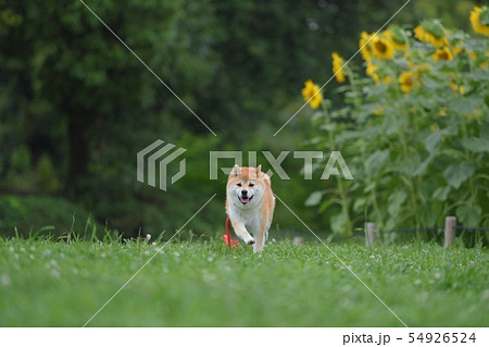 柴犬 犬 夏 走る ひまわり畑の写真素材