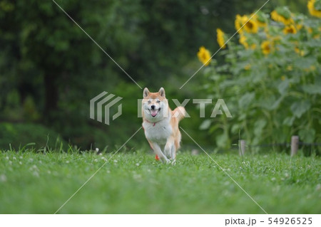 柴犬 犬 夏 走る ひまわり畑の写真素材