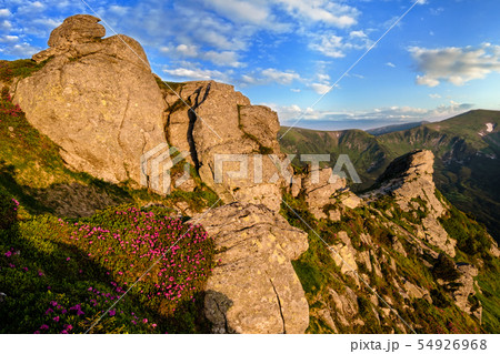 Pink rose rhododendron flowers on morning summer Pink rose rhododendron flowers on morning summer 54926968