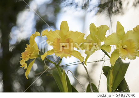 Close-up yellow orchid in the gaden 54927040