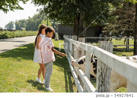 Visiting cow farm. Little boy and girl giving a grass for cow while walking together Visiting cow farm. Little boy and girl giving a grass for cow while walking together 54927641
