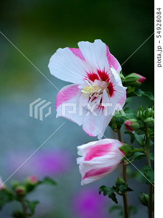 ムクゲ、むくげ、木槿 54928084