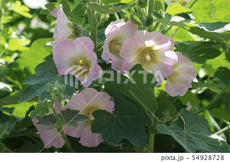 すがすがしいタチアオイ 54928728