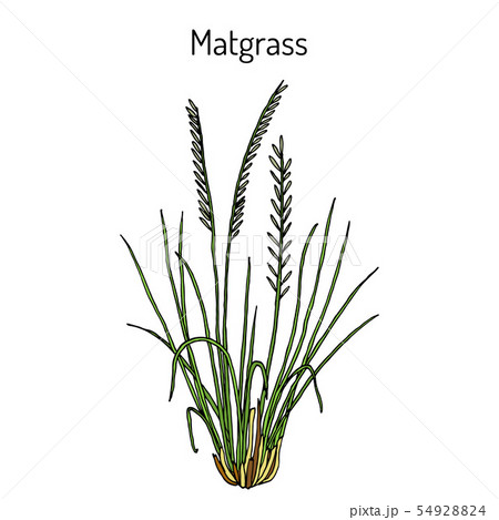 Matgrass Nardus stricta , medicinal plant Matgrass Nardus stricta , medicinal plant 54928824