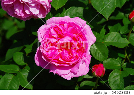 鮮やかなピンクのバラ 54928883