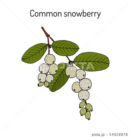 Common snowberry Symphoricarpos albus , ornamental and medicinal plant Common snowberry Symphoricarpos albus , ornamental and medicinal plant 54928978