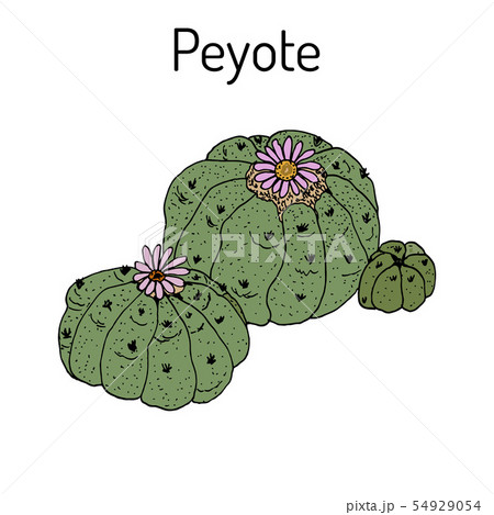 Peyote Lophophora williamsii , medicinal plant 54929054