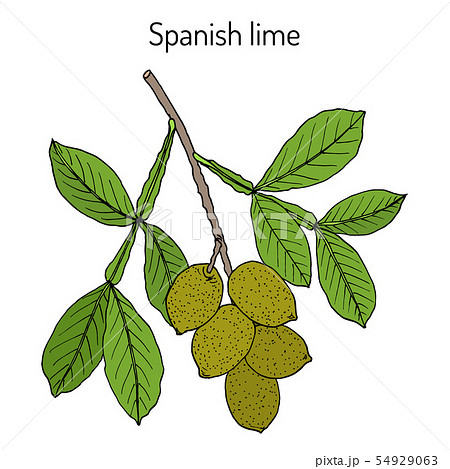Spanish lime Melicoccus bijugatus Spanish lime Melicoccus bijugatus 54929063