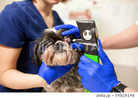 Veterinary, ophthalmologists examine the injured 54929148