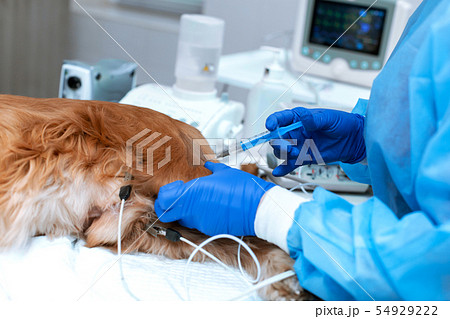 A veterinarian is administering an anesthetized A veterinarian is administering an anesthetized 54929222