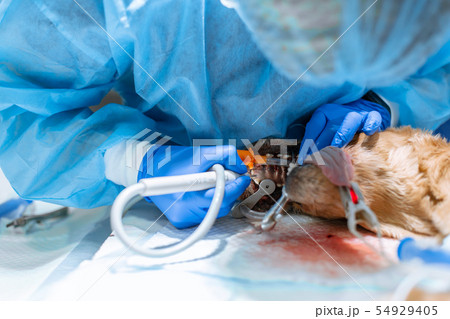 A vet surgeon brushes his dog's teeth under 54929405