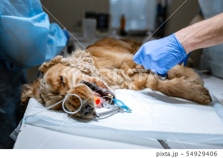A vet surgeon brushes his dog's teeth under 54929406