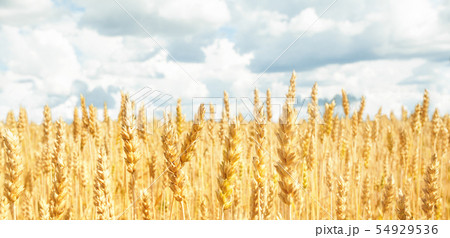 Field with yellow wheat and blue sky. Concept the 54929536