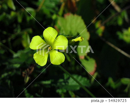 Bermuda buttercup, yellow flower. Bermuda buttercup, yellow flower. 54929725