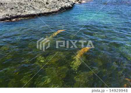 北海道せたな町大成区長磯海岸で青い海と岩礁の夏の風景を撮影 北海道せたな町大成区長磯海岸で青い海と岩礁の夏の風景を撮影 54929948