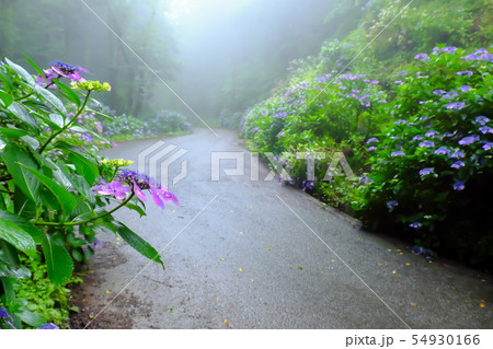 紫陽花 児玉あじさいの小路 紫陽花 児玉あじさいの小路 54930166