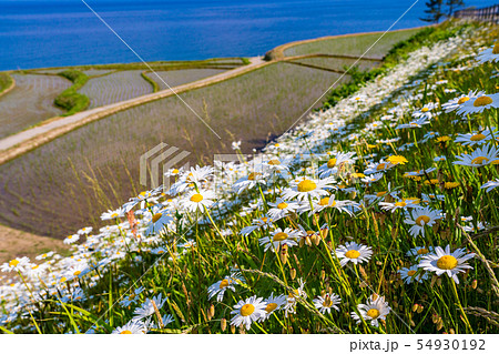 （石川県）田植の済んだ、白米千枚田 54930192