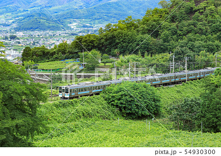 211系　勝沼ぶどう郷 ブドウ畑 54930300