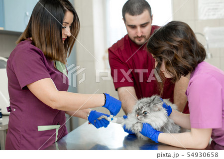 A young female anesthetist, a veterinarian, A young female anesthetist, a veterinarian, 54930658