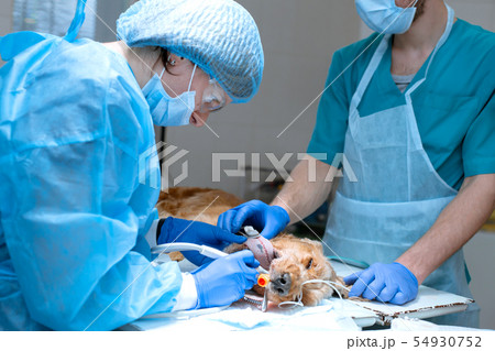 Veterinary dentistry. Dentist surgeon veterinarian 54930752