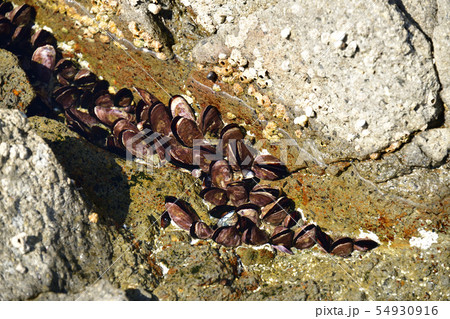 北海道せたな町大成区長磯海岸で岩礁の潮だまりの風景を撮影 54930916