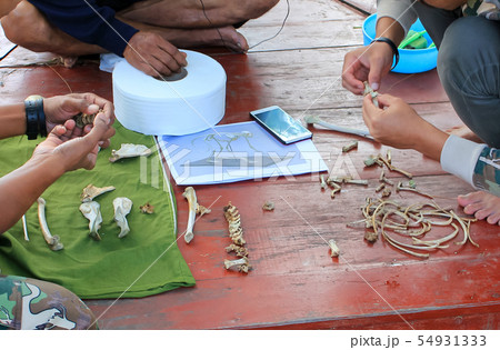 Sample collection and study of the skeleton of a Sample collection and study of the skeleton of a 54931333