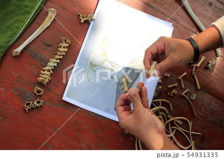 Sample collection and study of the skeleton of an Sample collection and study of the skeleton of an 54931335