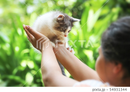 Beautiful kitten on the palm ,Woman is stroking a 54931344