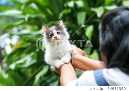 Beautiful kitten on the palm ,Woman is stroking a 54931360