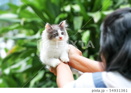 Beautiful kitten on the palm ,Woman is stroking a Beautiful kitten on the palm ,Woman is stroking a 54931361
