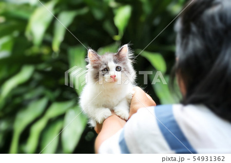 Beautiful kitten on the palm ,Woman is stroking a 54931362