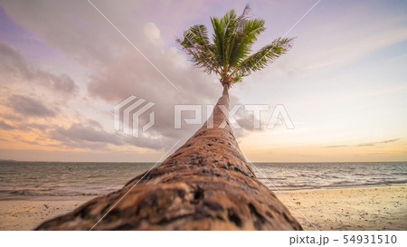 Lonely palm hanging on the beach during sunrise on Boracay. White beach at Boracay island 54931510