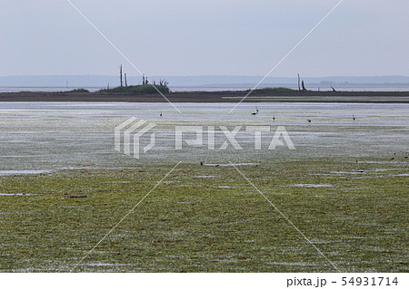 北海道 別海 野付半島トドワラ 北海道 別海 野付半島トドワラ 54931714