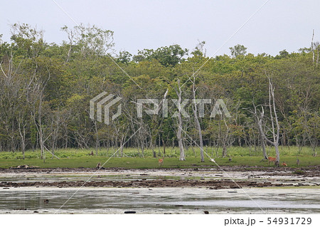北海道 別海 野付半島ナラワラ 北海道 別海 野付半島ナラワラ 54931729