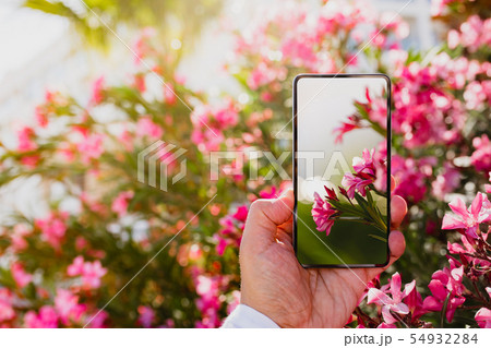 Using smartphone to make a macro photo of rose colored flowers 54932284