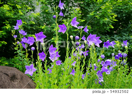 奈良・元興寺の桔梗1 奈良・元興寺の桔梗1 54932502